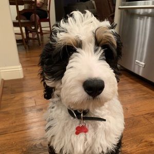 Meet your Posher, Dana